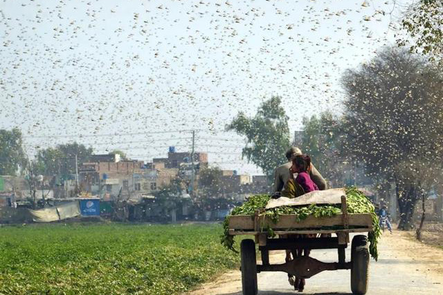 注意！太陽能殺蟲燈對蝗蟲有用，效果不錯。