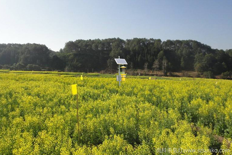 菜地使用太陽能殺蟲燈和黃板綠色防控