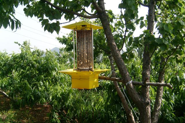 山東桃園果園用殺蟲燈效果實(shí)測（帶數(shù)據(jù)）