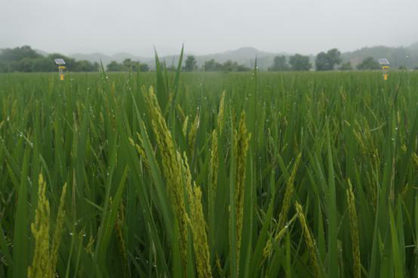 江西太陽能殺蟲燈品牌-太陽能殺蟲燈廠家供應