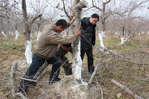 冬天太陽能殺蟲燈不能用，果園如何除蟲？