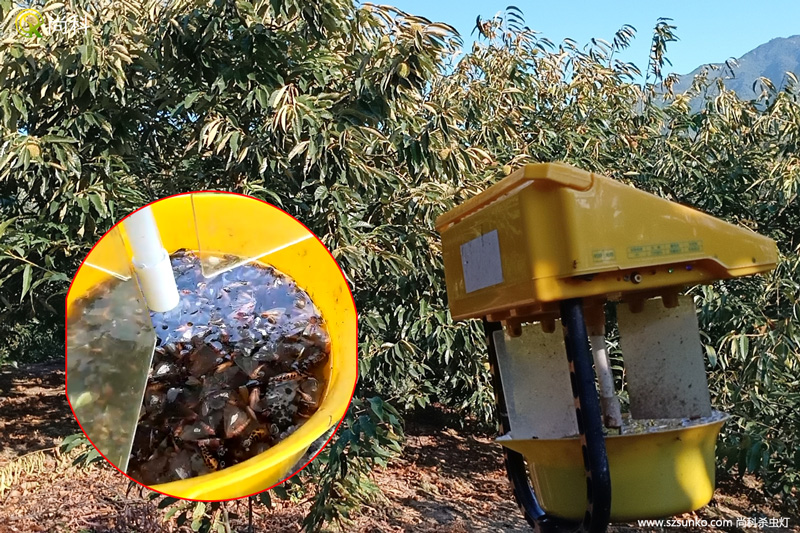 農(nóng)用殺蟲燈一天可以消滅多少斤蟲子？