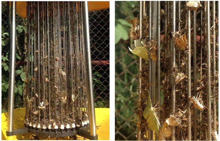 新疆庫爾勒棉花基地使用太陽能殺蟲燈效果圖