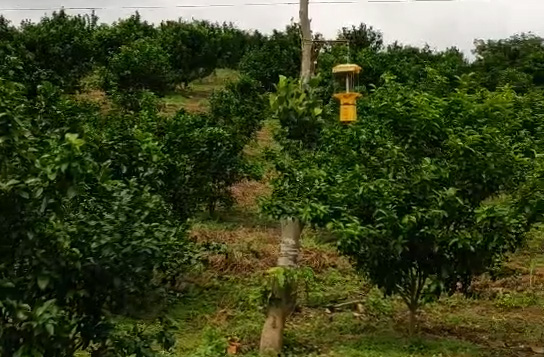 自動清潔型交流電殺蟲燈PZ025使用效果