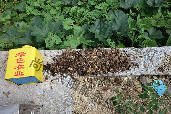 家禽養(yǎng)殖場使用太陽能殺蟲燈案例