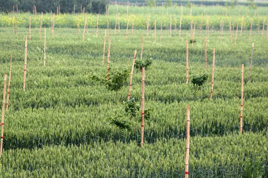 陜西富平縣萬畝柿園種植示范基地