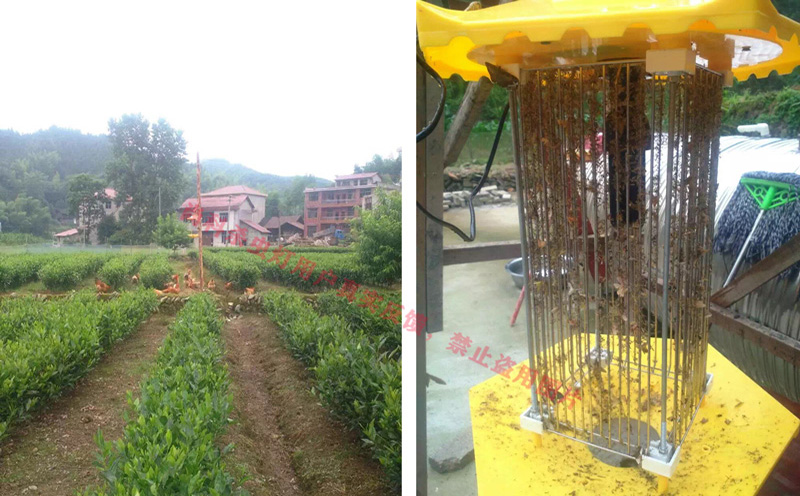 太陽能殺蟲燈用于茶園防控害蟲效果