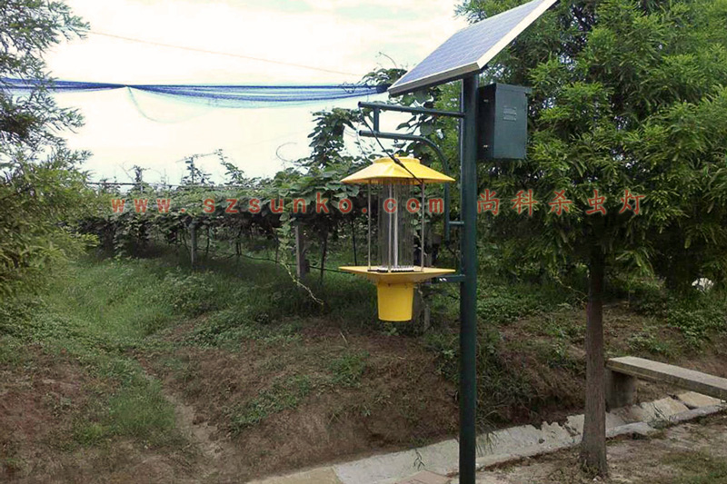江蘇南京獼猴桃果園用太陽(yáng)能殺蟲(chóng)燈效果
