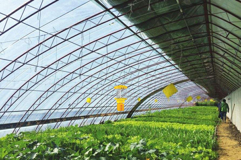 大棚交流電殺蟲燈應用效果