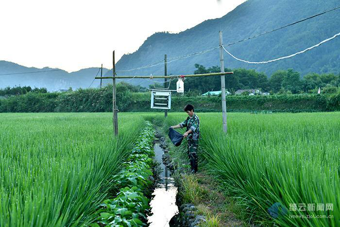 建議是電擊式殺蟲燈，接220V電壓