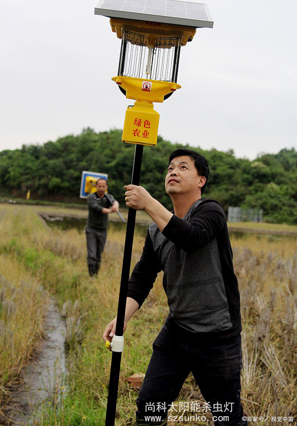 一體式太陽能殺蟲燈安裝現場圖片