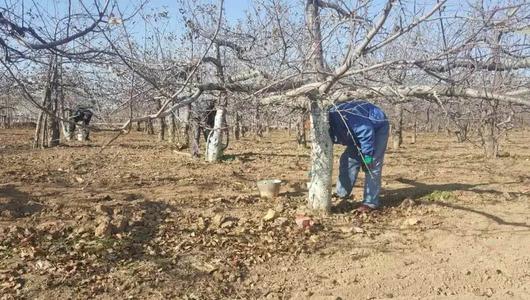 冬天來了果農給果樹涂防蟲劑，涂樹干