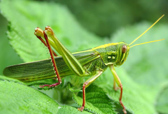 常見的農業害蟲有哪些種類？