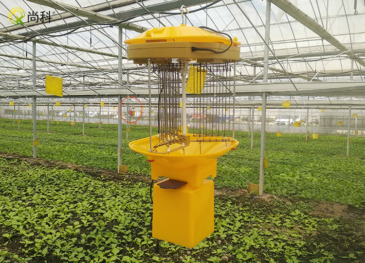 大棚燈可以殺蟲(chóng)嗎？探討大棚燈防治害蟲(chóng)的效果