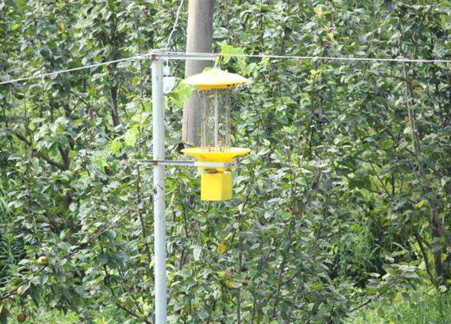大風(fēng)天殺蟲燈有效嗎